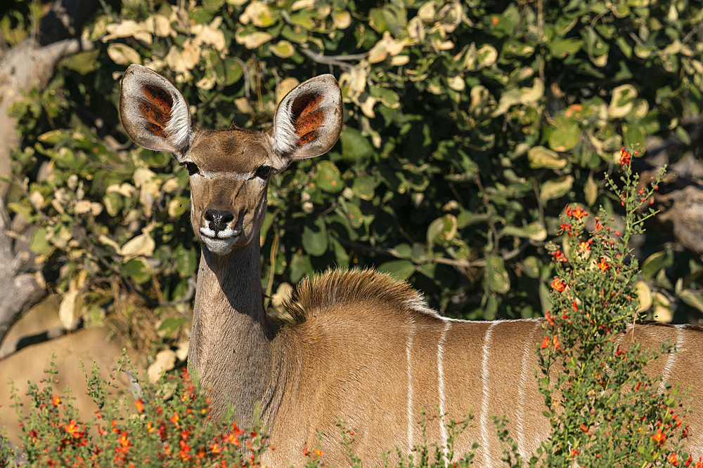 Female greater kudu (Tragelaphus strepsiceros) looking at the camera, Khwai Concession, Okavango Delta, Botswana.