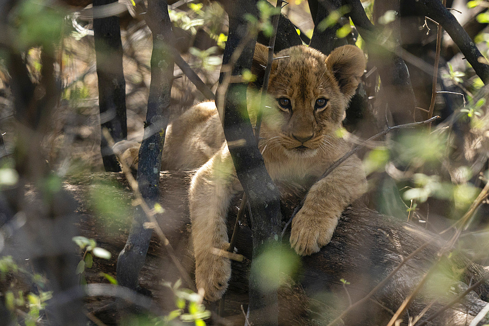 A lion cub (Panthera leo) hiding in the bush, Khwai Concession, Okavango Delta, Botswana.