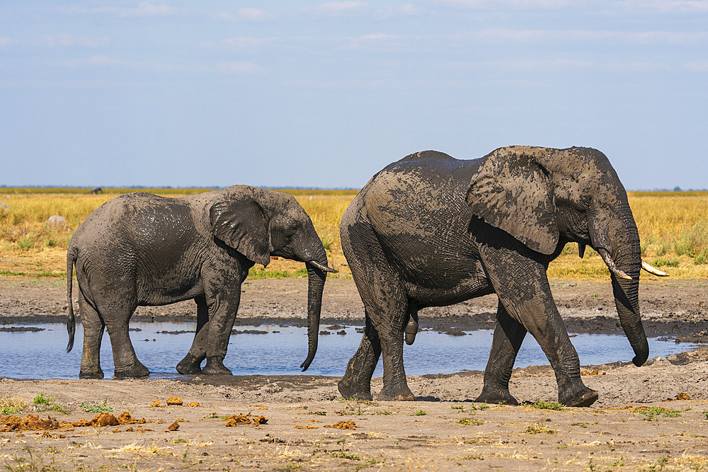 African elephants (Loxodonta africana) at a water hole in Mababe Plain, Chobe National Park, Botswana.