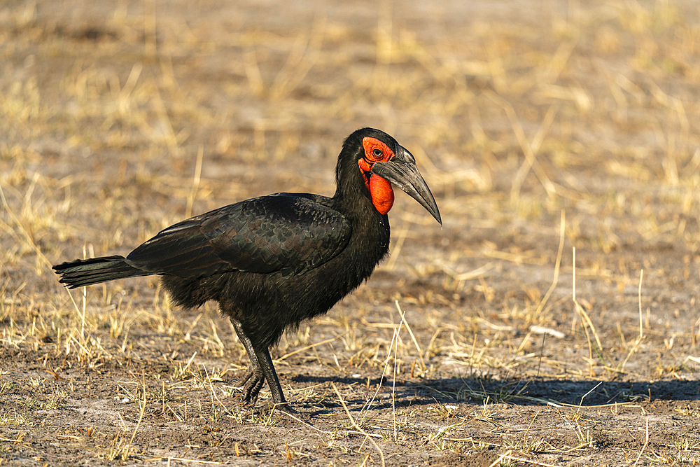 Southern Ground-Hornbill (Bucorvus leadbeateri), Savuti, Chobe National Park, Botswana.