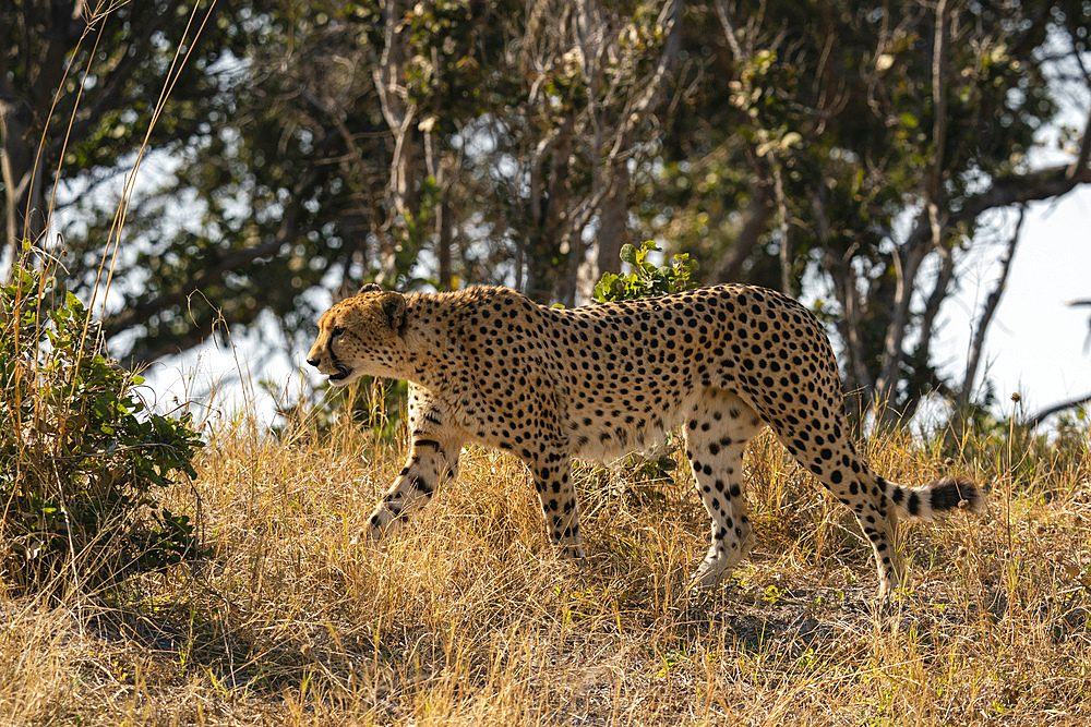 Cheetah (Acinonyx jubatus) walking, Savuti, Chobe National Park, Botswana.