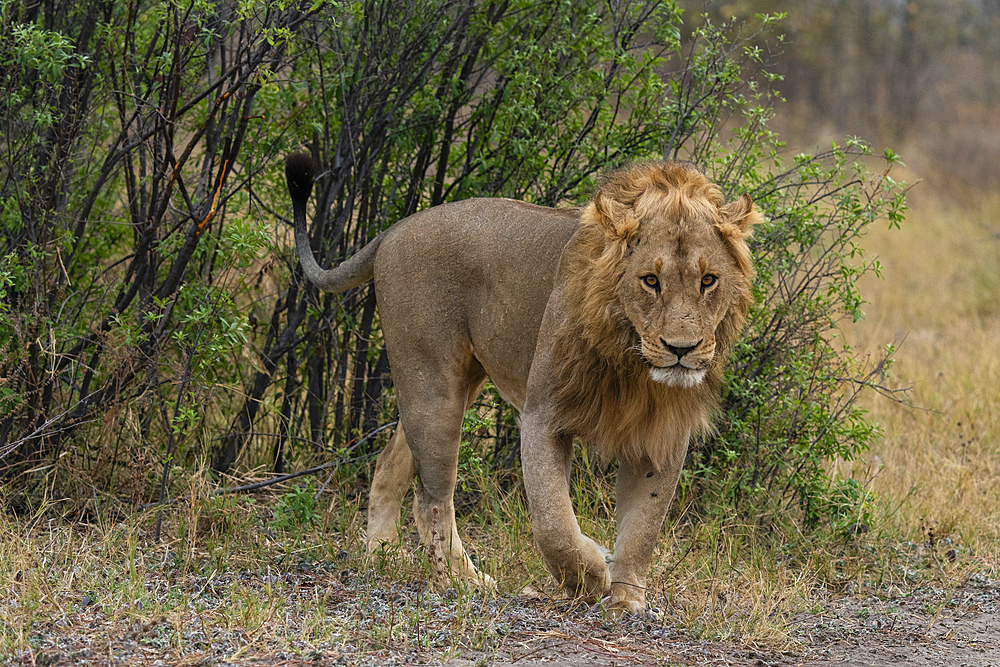 Lion (Panthera leo) looking at the camera, Savuti, Chobe National Park, Botswana.