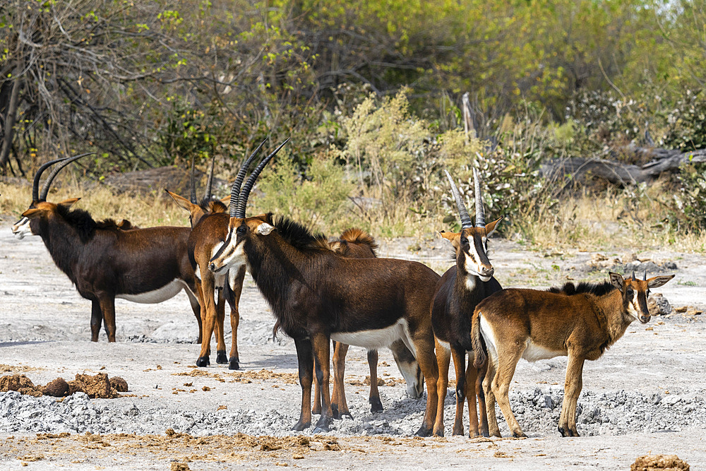 Sable antelopes (Hippotragus niger), Khwai Concession, Okavango Delta, Botswana.