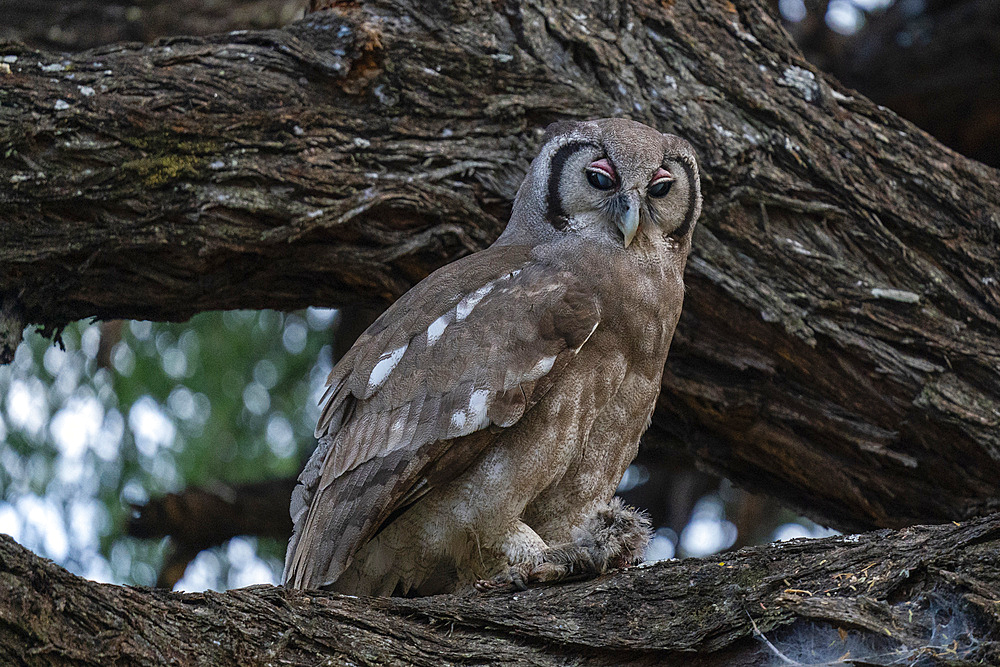 Verreaux's eagle-owl (Bubo lacteus), Khwai Concession, Okavango Delta, Botswana.