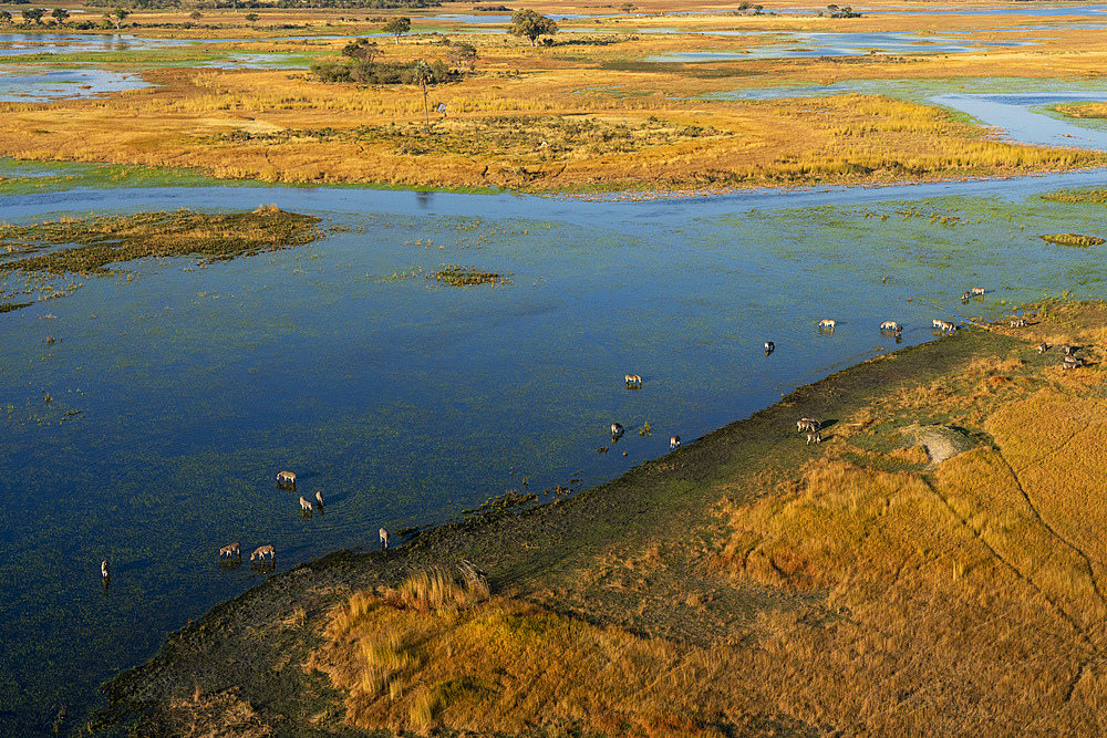 Aerial view of plains zebras (Equus quagga) grazing in the Okavango Delta, Botswana.