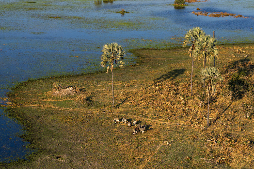 Aerial view of plains zebras (Equus quagga) grazing in the Okavango Delta, Botswana.