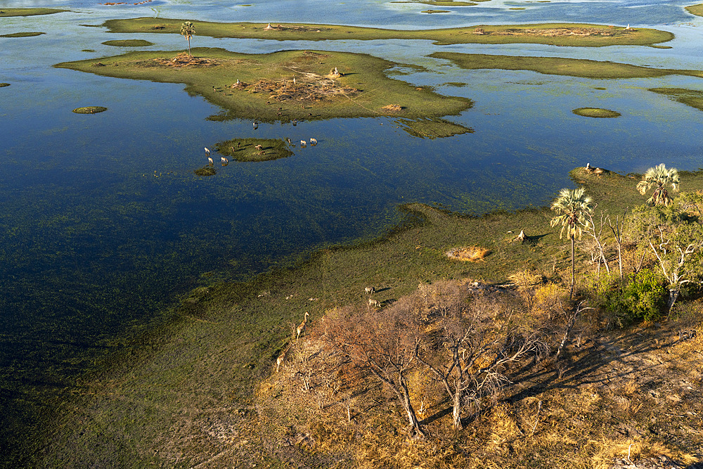 Aerial view of giraffe (Giraffa camelopardalis), wildebeest (Connochaetes taurinus) and plains zebras (Equus quagga) grazing in the Okavango Delta, Botswana.