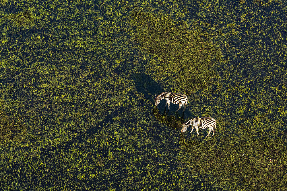 Aerial view of plains zebras (Equus quagga) grazing in the Okavango Delta, Botswana.