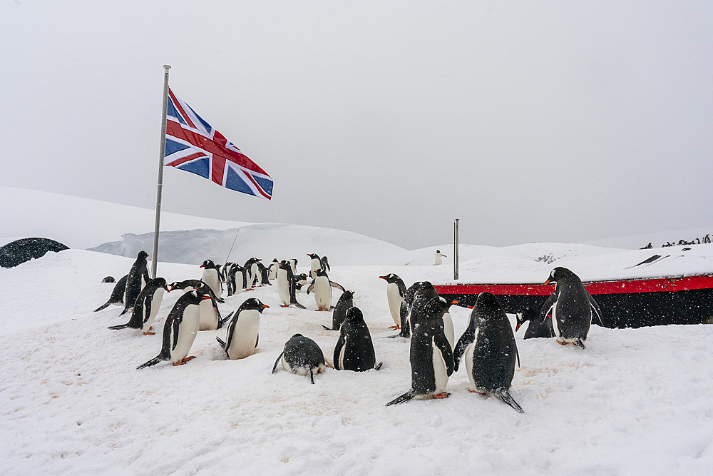 Gentoo penguins (Pygoscelis papua), Port Lockroy British Antarctic Base, Wiencke Island, Antarctica, Polar Regions