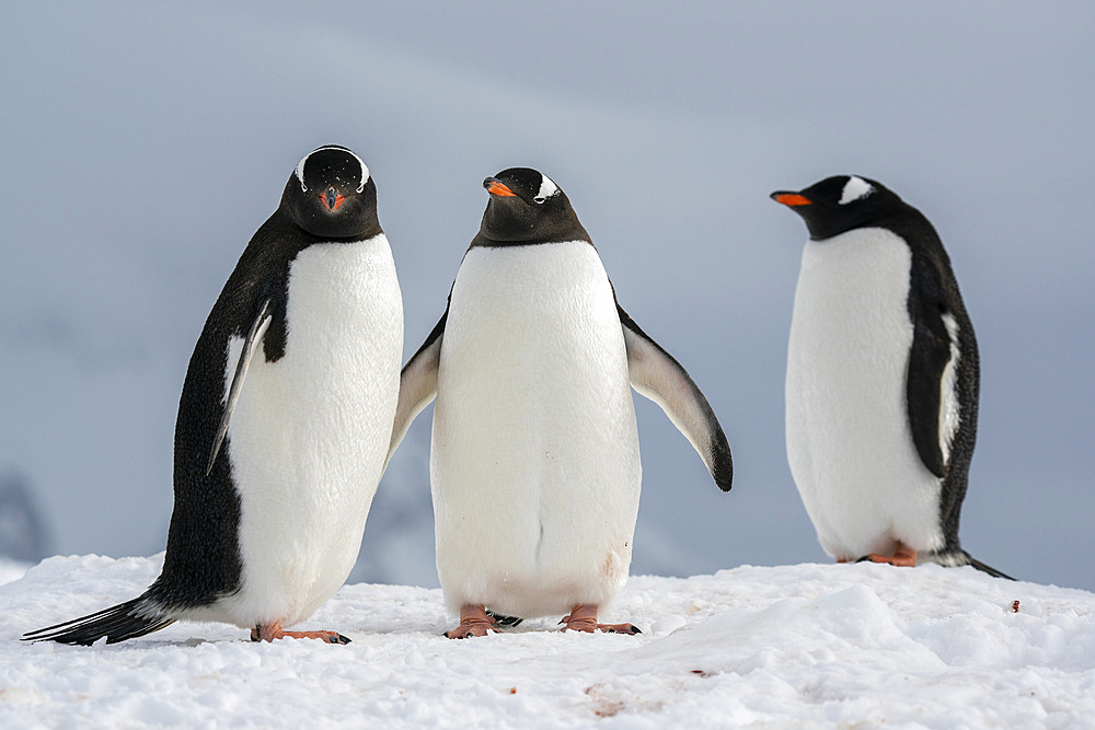 Gentoo penguins (Pygoscelis papua), Petermann Island, Antarctica, Polar Regions