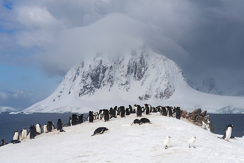 Gentoo penguins (Pygoscelis papua), Petermann Island, Antarctica, Polar Regions