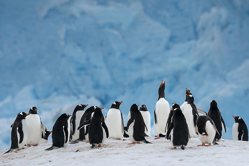 Gentoo penguin colony (Pygoscelis papua) in front of a recently collapsed glacier, Damoy Point, Wiencke Island, Antarctica, Polar Regions