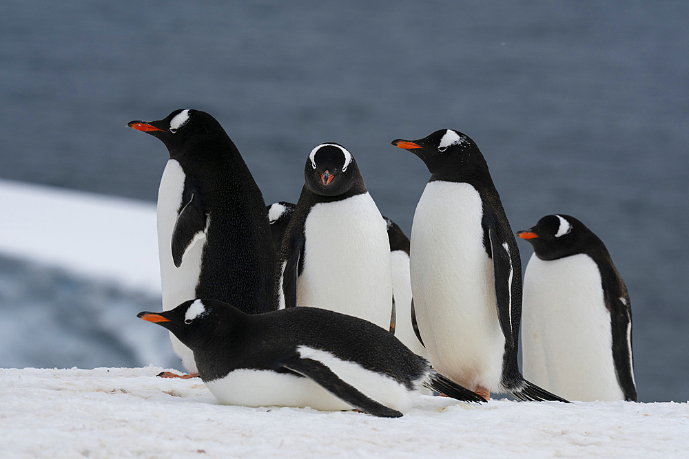 Gentoo penguins (Pygoscelis papua), Damoy Point, Wiencke Island, Antarctica, Polar Regions