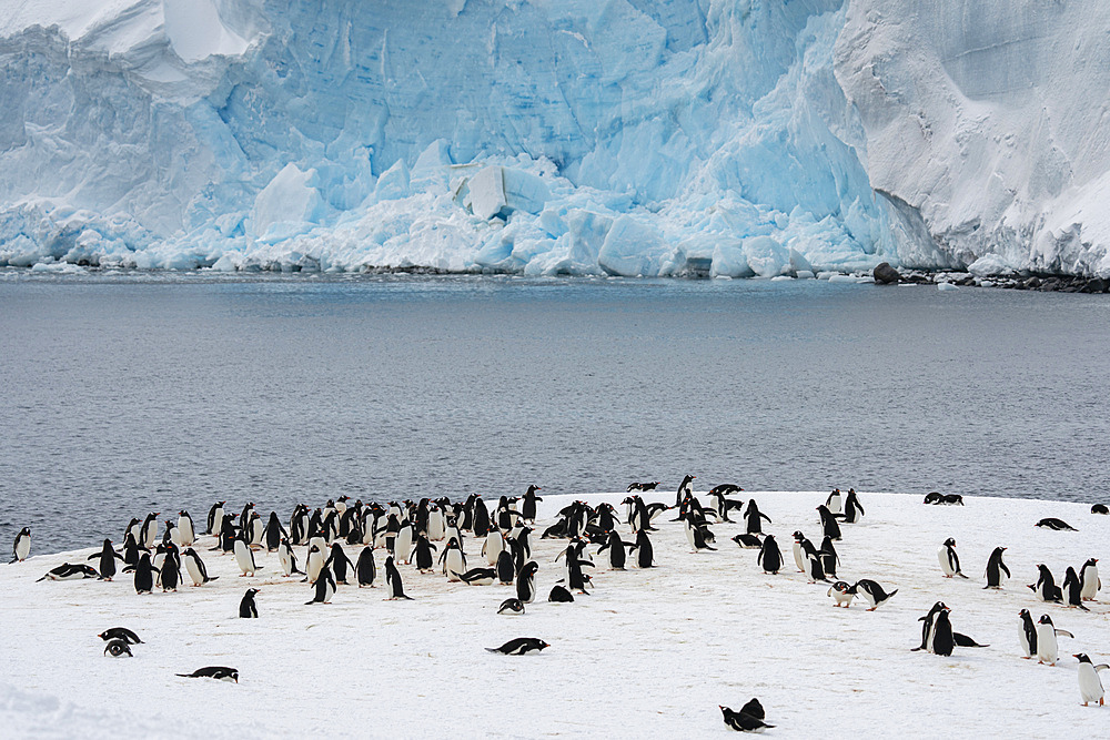 Gentoo penguin colony (Pygoscelis papua) in front of a recently collapsed glacier, Damoy Point, Wiencke Island, Antarctica, Polar Regions