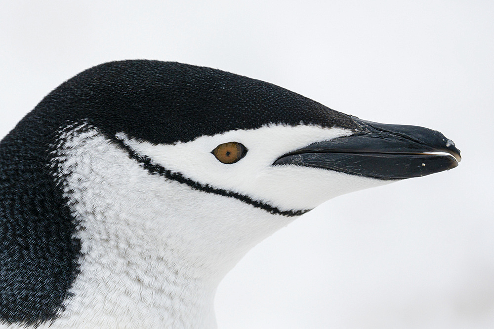 Close-up of head of Chinstrap penguin (Pygoscelis antarcticus), Half Moon Island, Antarctica, Polar Regions