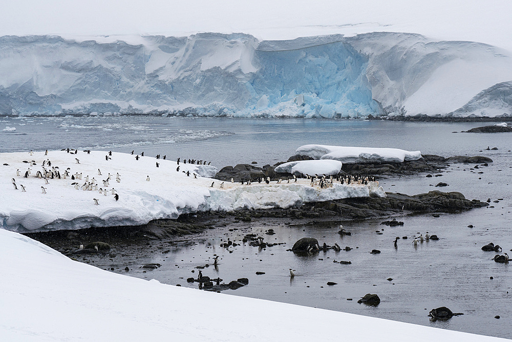 Gentoo penguin colony (Pygoscelis papua), Damoy Point, Wiencke Island, Antarctica, Polar Regions