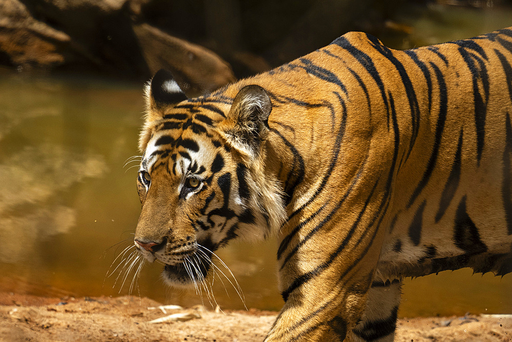 Bengal tiger (Panthera Tigris), Bandhavgarh National Park, Madhya Pradesh, India, Asia