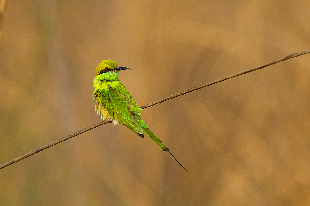 Green Bee-Eater (Merops orientalis), Bandhavgarh National Park, Madhya Pradesh, India, Asia