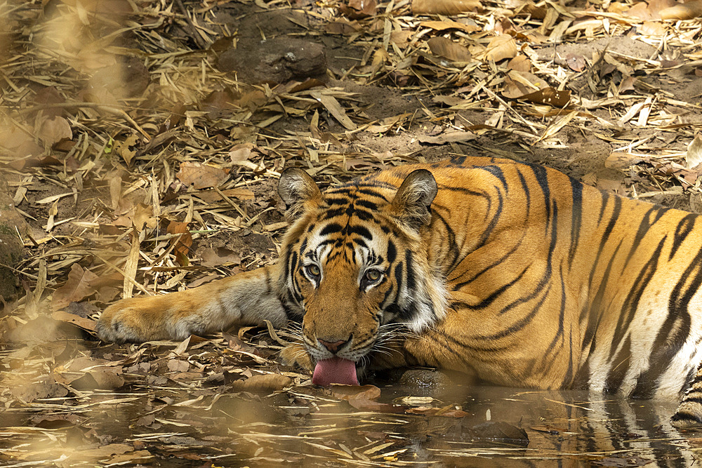 Bengal tiger (Panthera Tigris), Bandhavgarh National Park, Madhya Pradesh, India, Asia