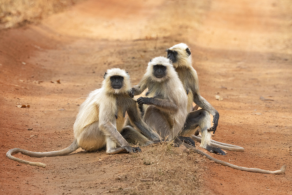 Common Langur (Semnopithecus Entellus), Bandhavgarh National Park, Madhya Pradesh, India, Asia