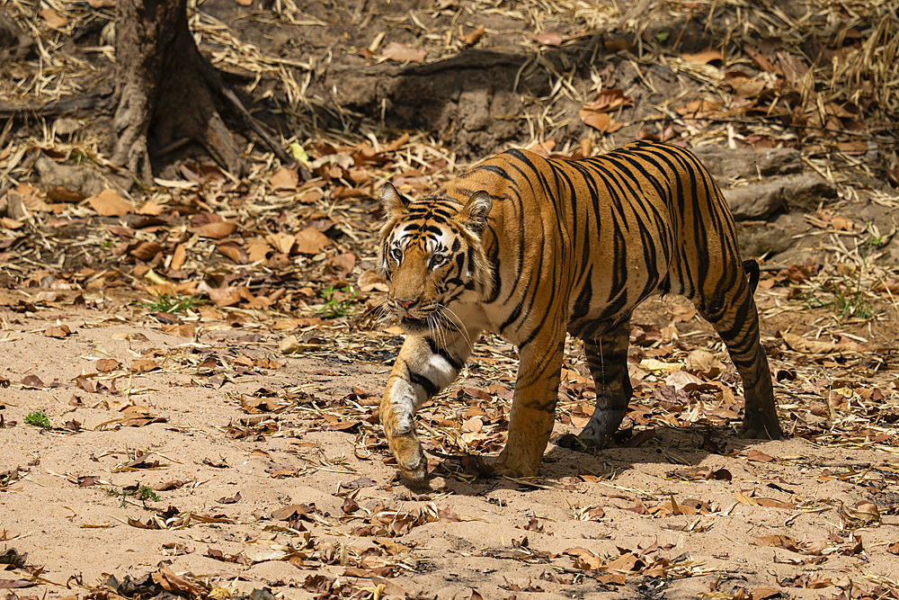 Bengal tiger (Panthera Tigris), Bandhavgarh National Park, Madhya Pradesh, India, Asia