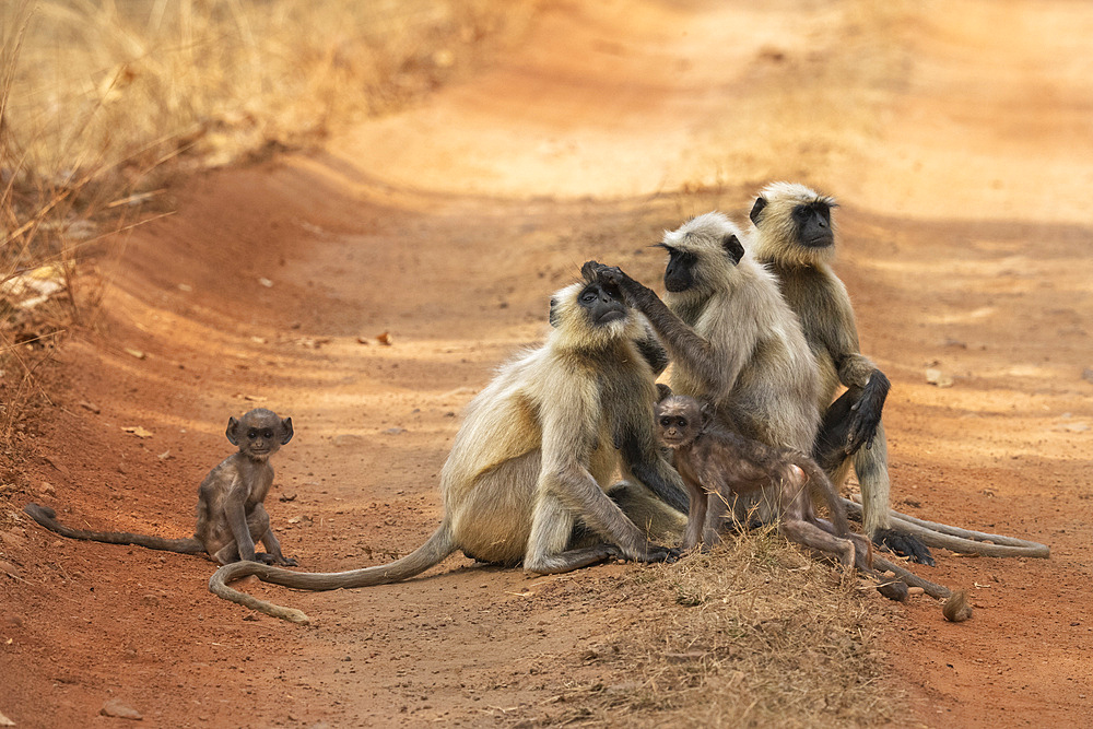 Common Langur (Semnopithecus Entellus), Bandhavgarh National Park, Madhya Pradesh, India, Asia