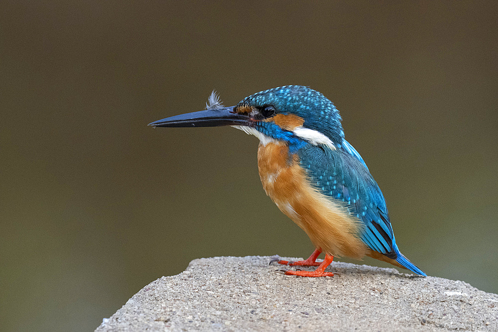 Kingfisher, Bandhavgarh National Park, Madhya Pradesh, India, Asia