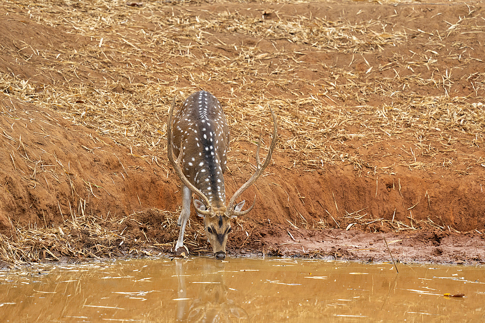 Axis Deer (Cervus axis), Bandhavgarh National Park, Madhya Pradesh, India, Asia