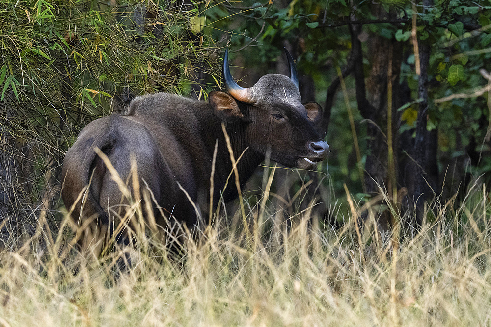 Indian Gaur (Bos gaurus), Bandhavgarh National Park, Madhya Pradesh, India, Asia