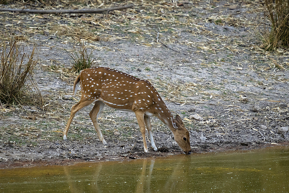 Axis Deer (Cervus axis), Bandhavgarh National Park, Madhya Pradesh, India, Asia