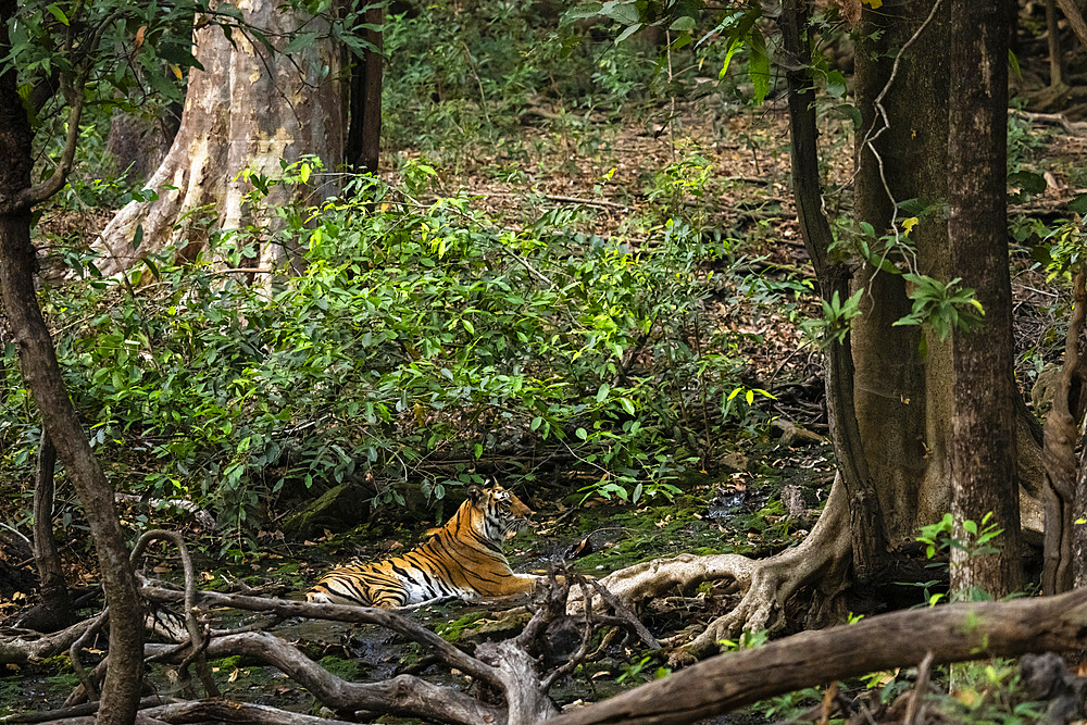 Bengal tiger (Panthera Tigris), Bandhavgarh National Park, Madhya Pradesh, India, Asia