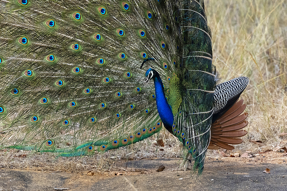 Indian Peafowl (Pavo cristatus) displaying, Bandhavgarh National Park, Madhya Pradesh, India, Asia