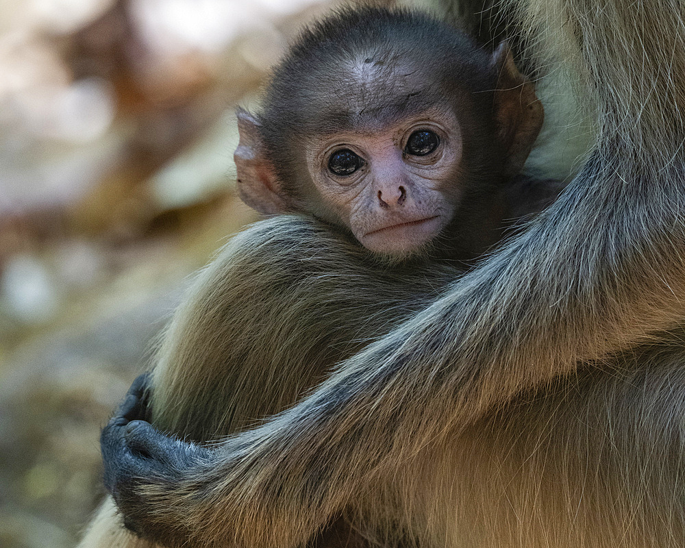 Common Langur (Semnopithecus Entellus), Bandhavgarh National Park, Madhya Pradesh, India, Asia