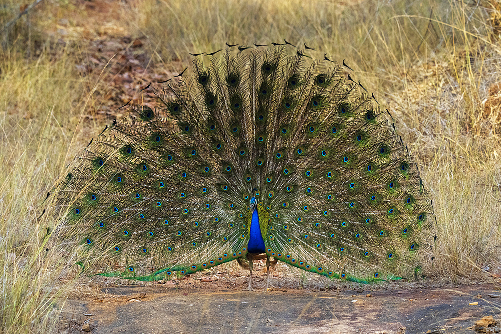 Indian Peafowl (Pavo cristatus) displaying, Bandhavgarh National Park, Madhya Pradesh, India, Asia