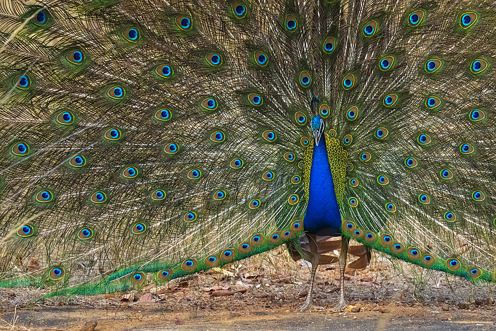 Indian Peafowl (Pavo cristatus) displaying, Bandhavgarh National Park, Madhya Pradesh, India, Asia