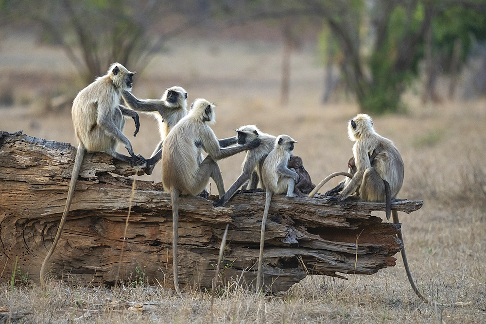 Common Langur (Semnopithecus Entellus), Bandhavgarh National Park, Madhya Pradesh, India, Asia