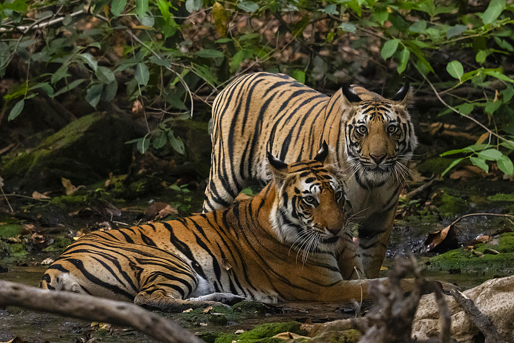 Bengal tiger (Panthera Tigris), Bandhavgarh National Park, Madhya Pradesh, India, Asia