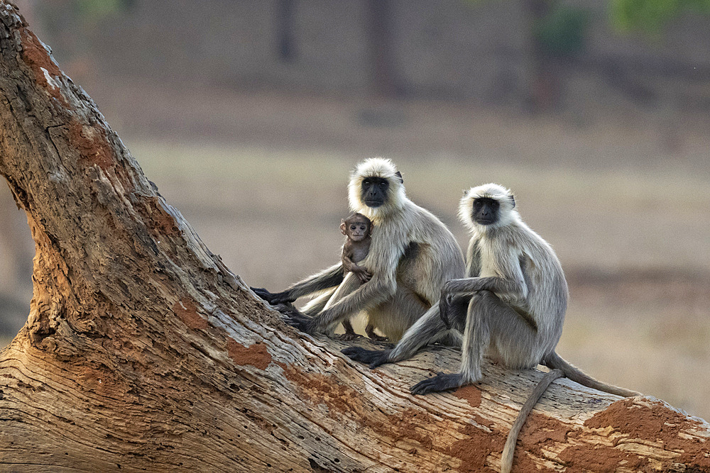 Common Langur (Semnopithecus Entellus), Bandhavgarh National Park, Madhya Pradesh, India, Asia