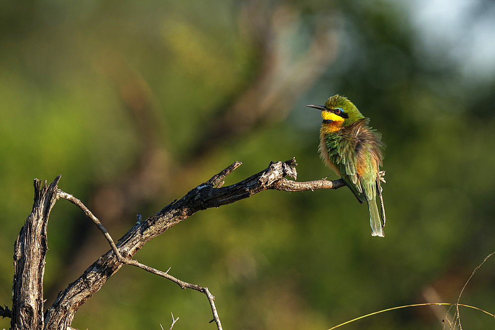 Little Bee-eater (Merops pusillus), Sabi Sands Game Reserve, South Africa, Africa