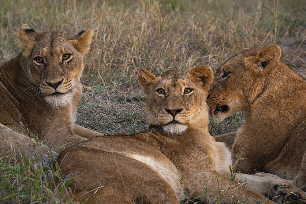 Lion pride (Panthera leo), Sabi Sands Game Reserve, South Africa, Africa