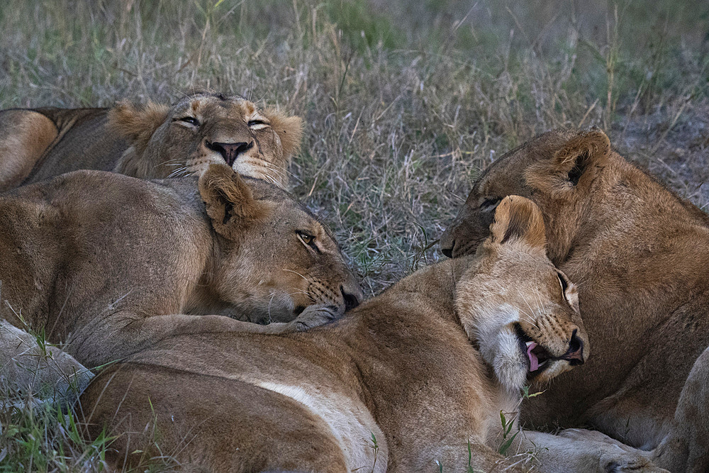 Lion pride (Panthera leo), Sabi Sands Game Reserve, South Africa, Africa