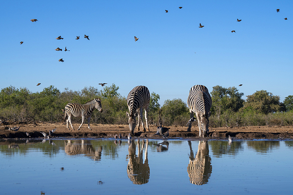 Plains zebras (Equus quagga) drinking at waterhole, Mashatu Game Reserve, Botswana, Africa