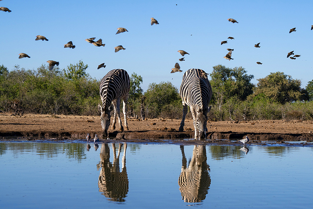 Plains zebras (Equus quagga) drinking at waterhole, Mashatu Game Reserve, Botswana, Africa