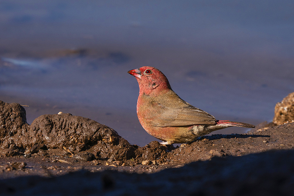 Senegal Firefinch (Lagonosticta senegala), Mashatu Game Reserve, Botswana, Africa