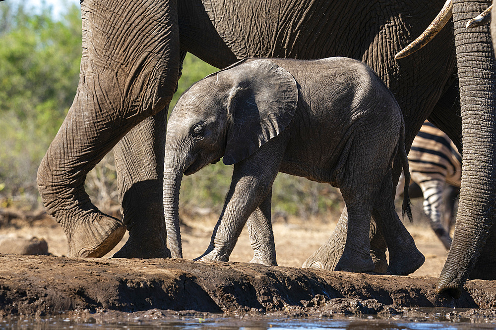 African elephant (Loxodonta africana) calf at waterhole, Mashatu Game Reserve, Botswana, Africa