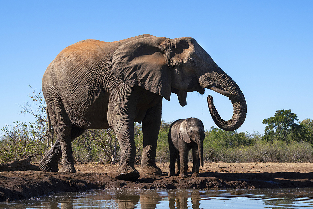 African elephants (Loxodonta africana) drinking at waterhole, Mashatu Game Reserve, Botswana, Africa