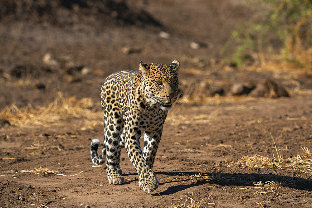 Leopard (Panthera pardus), Mashatu Game Reserve, Botswana, Africa