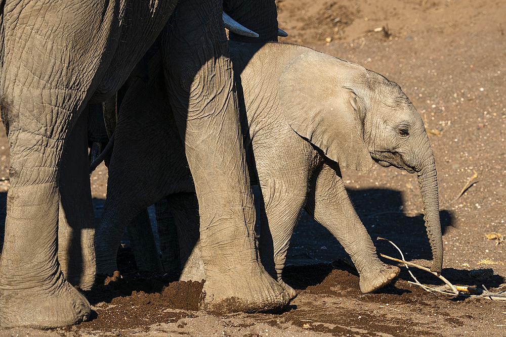 African elephant calf (Loxodonta africana), Mashatu Game Reserve, Botswana, Africa