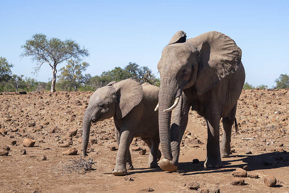 African elephant (Loxodonta africana) and calf walking, Mashatu Game Reserve, Botswana, Africa