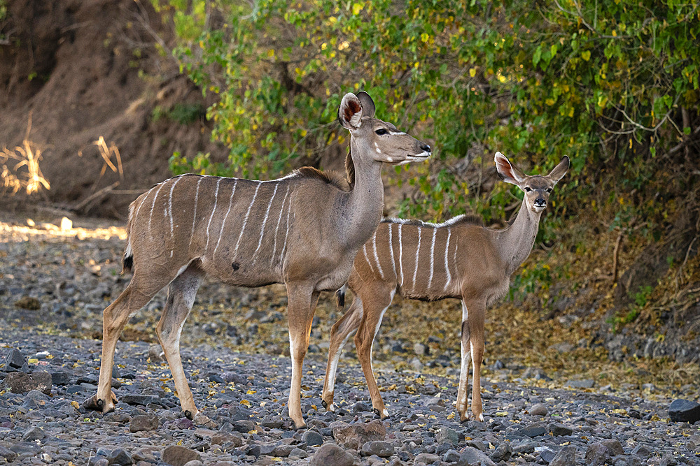 Greater kudu female (Tragelaphus strepsiceros) and calf, Mashatu Game Reserve, Botswana, Africa